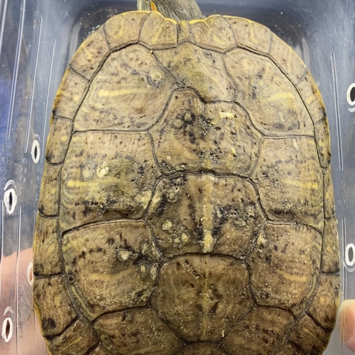 巴西彩龟母66666666