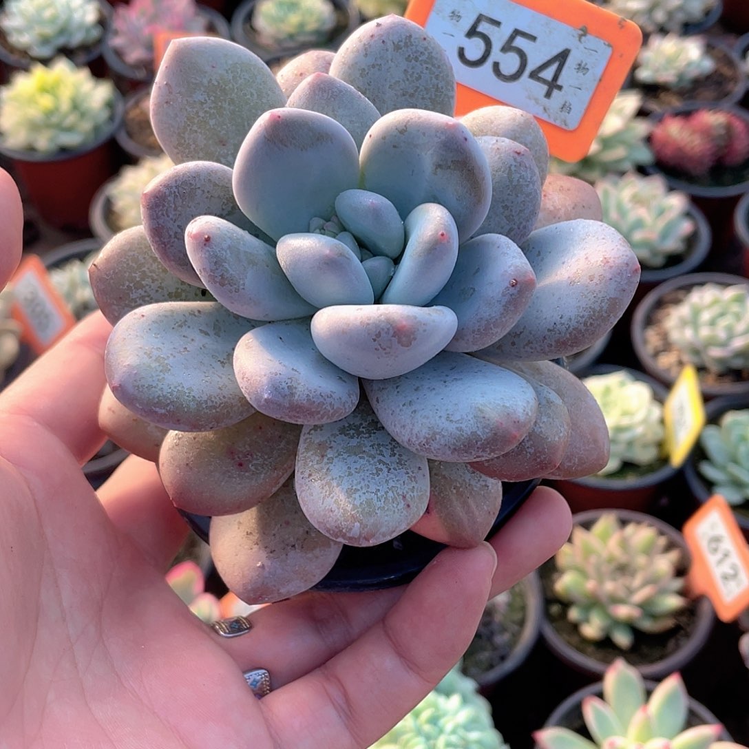 新香水石化554号多肉