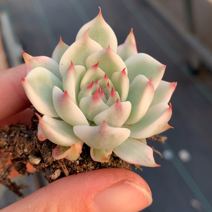 吉娃娃锦多肉植物的