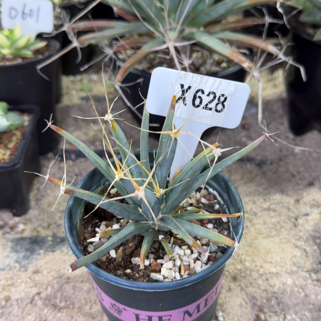 反***豆福利光山一颗脱土发货