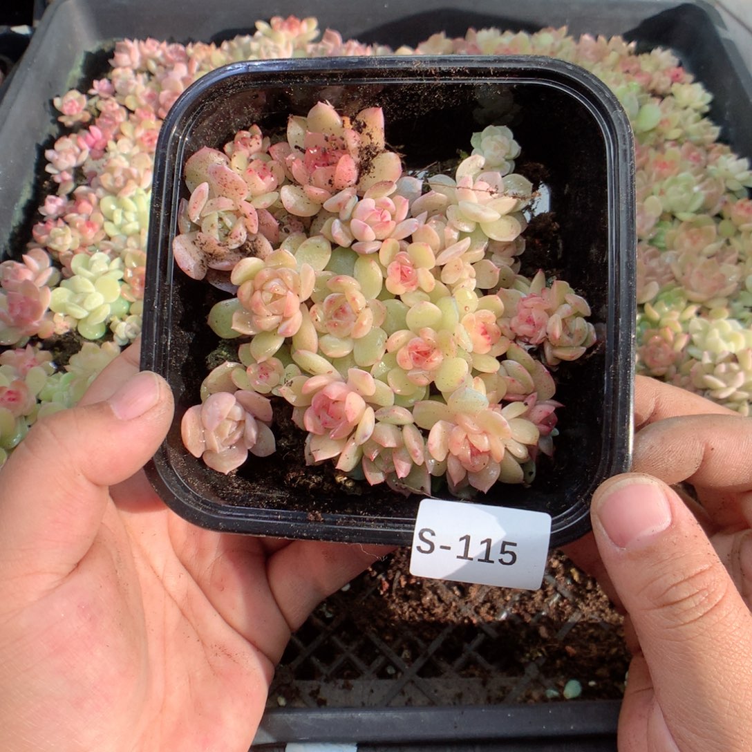 无花朵S115月英语英语