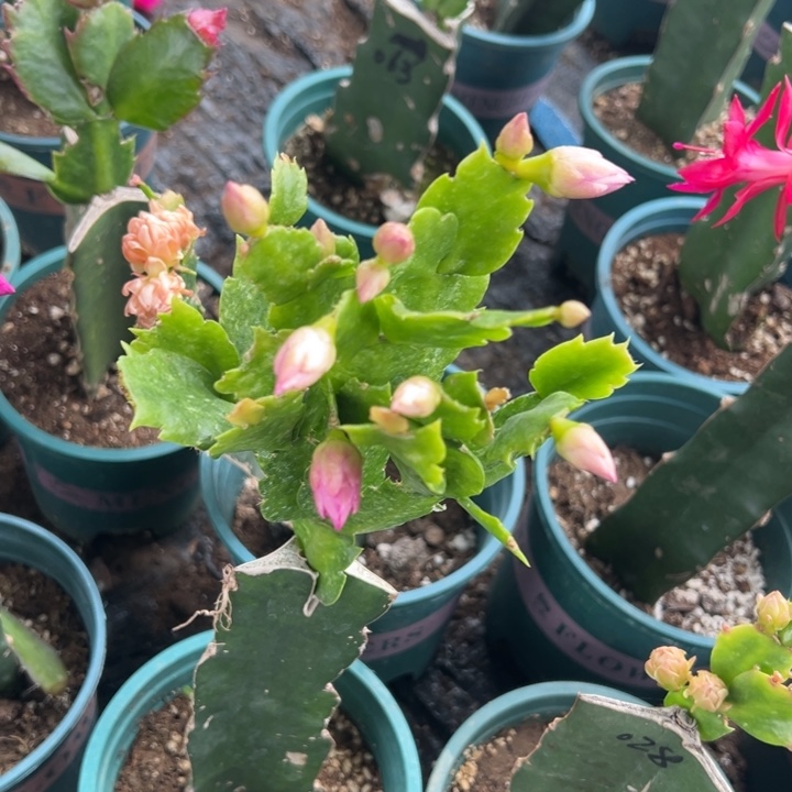 好***上5号红桑巴0000000