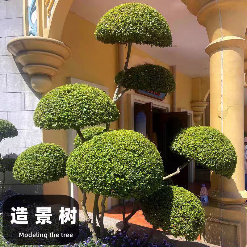 小叶造型树庭院花卉绿植盆栽地栽亮晶四季常青不落叶耐寒耐旱好养