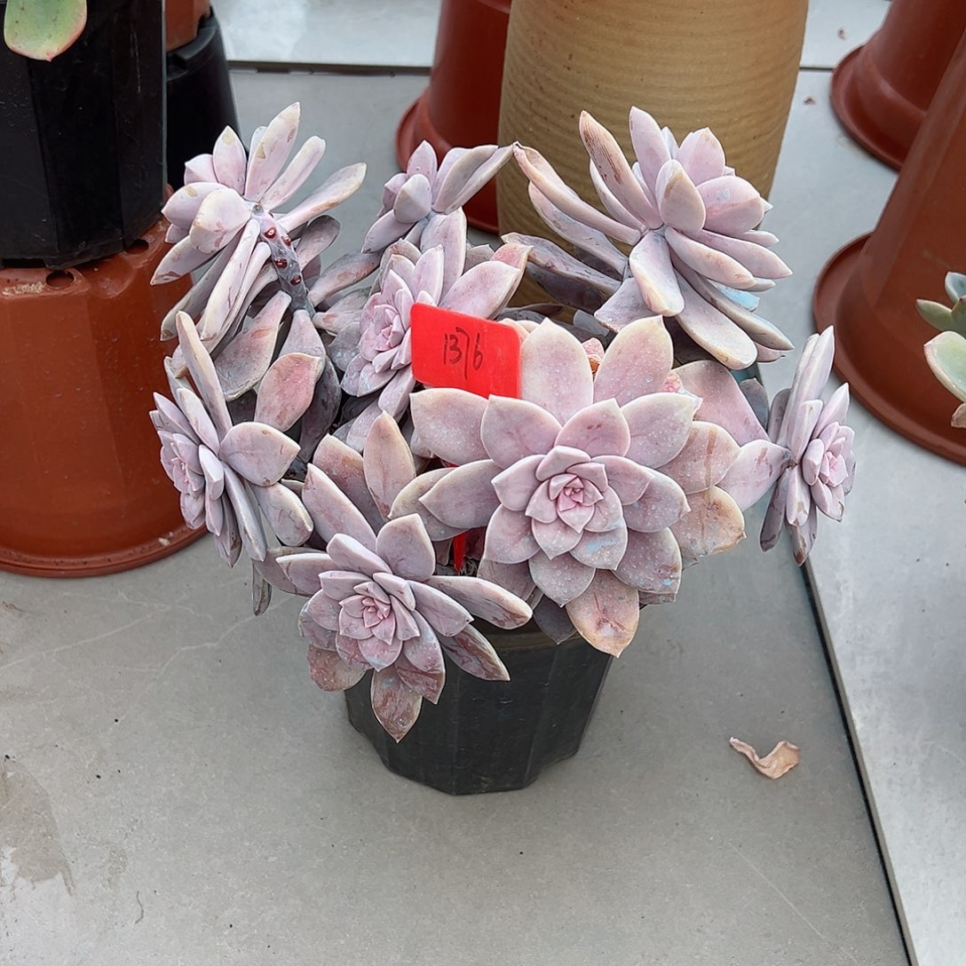 8**1376华丽风车多肉植物