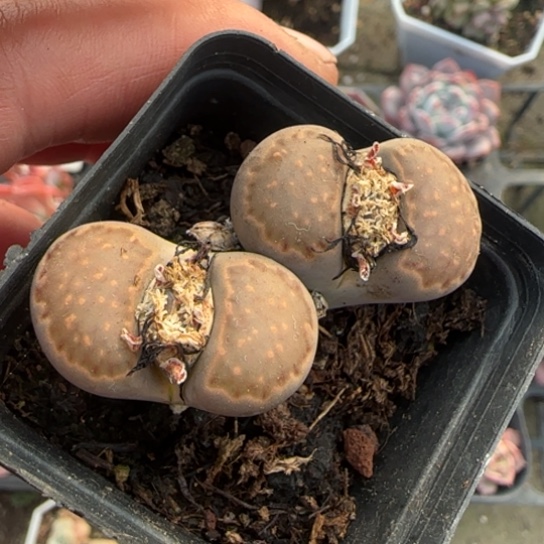 236生石花多肉植物多