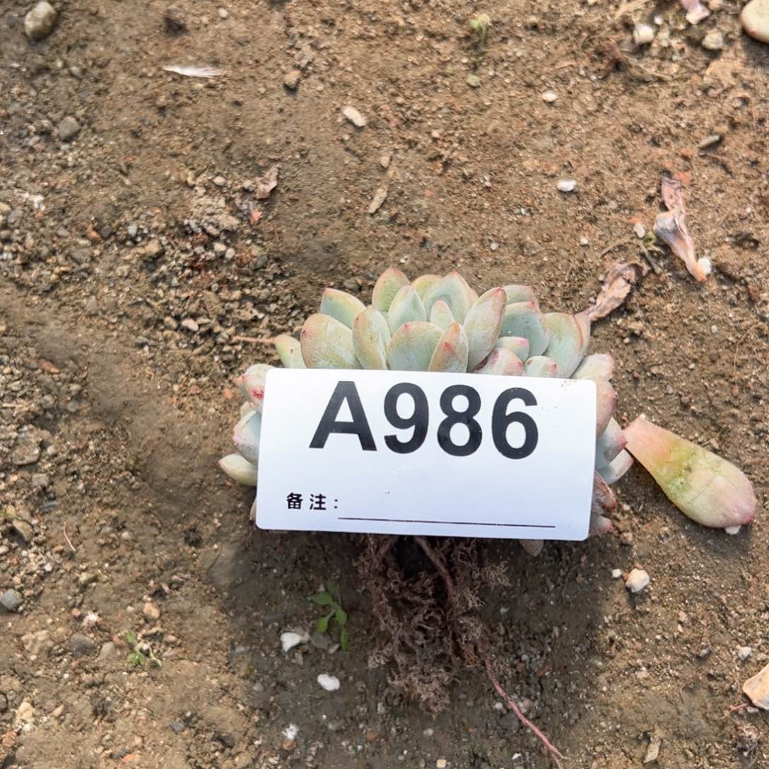 用****0986多肉多肉多肉多肉