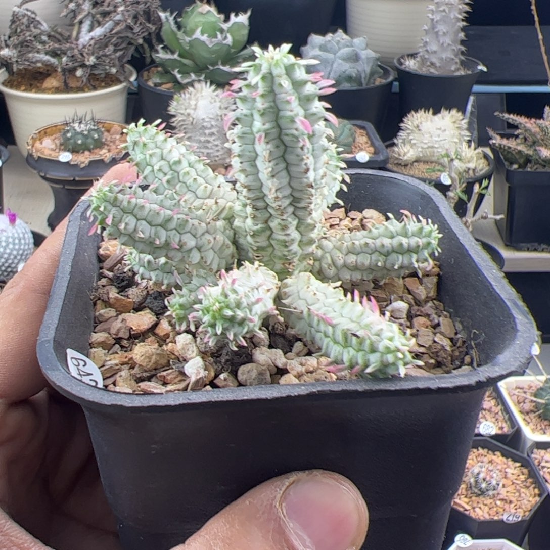 白桦麒麟大戟一物一拍643