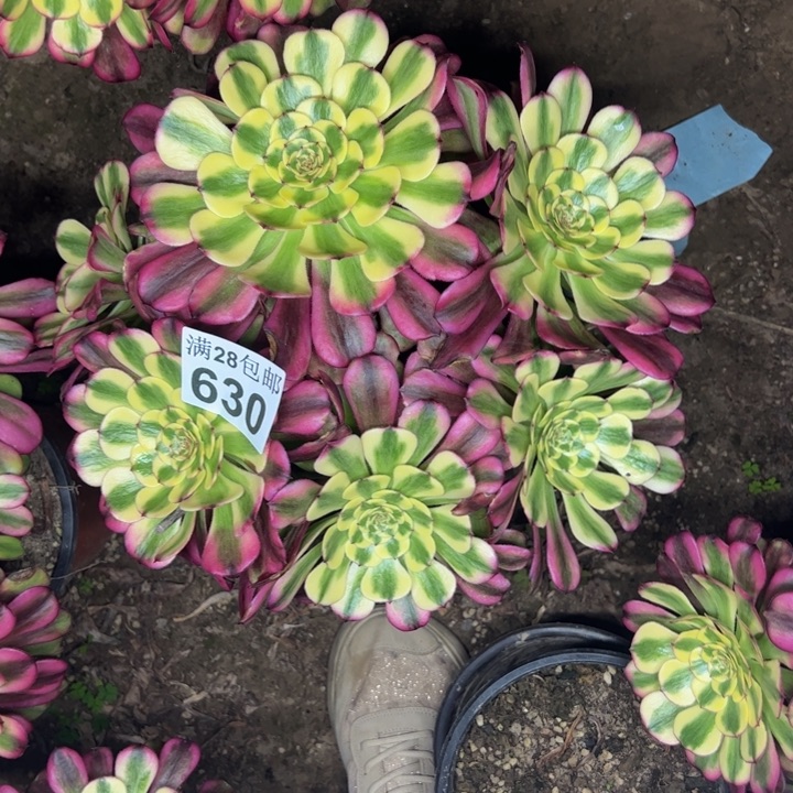 630舞天姬多肉植物