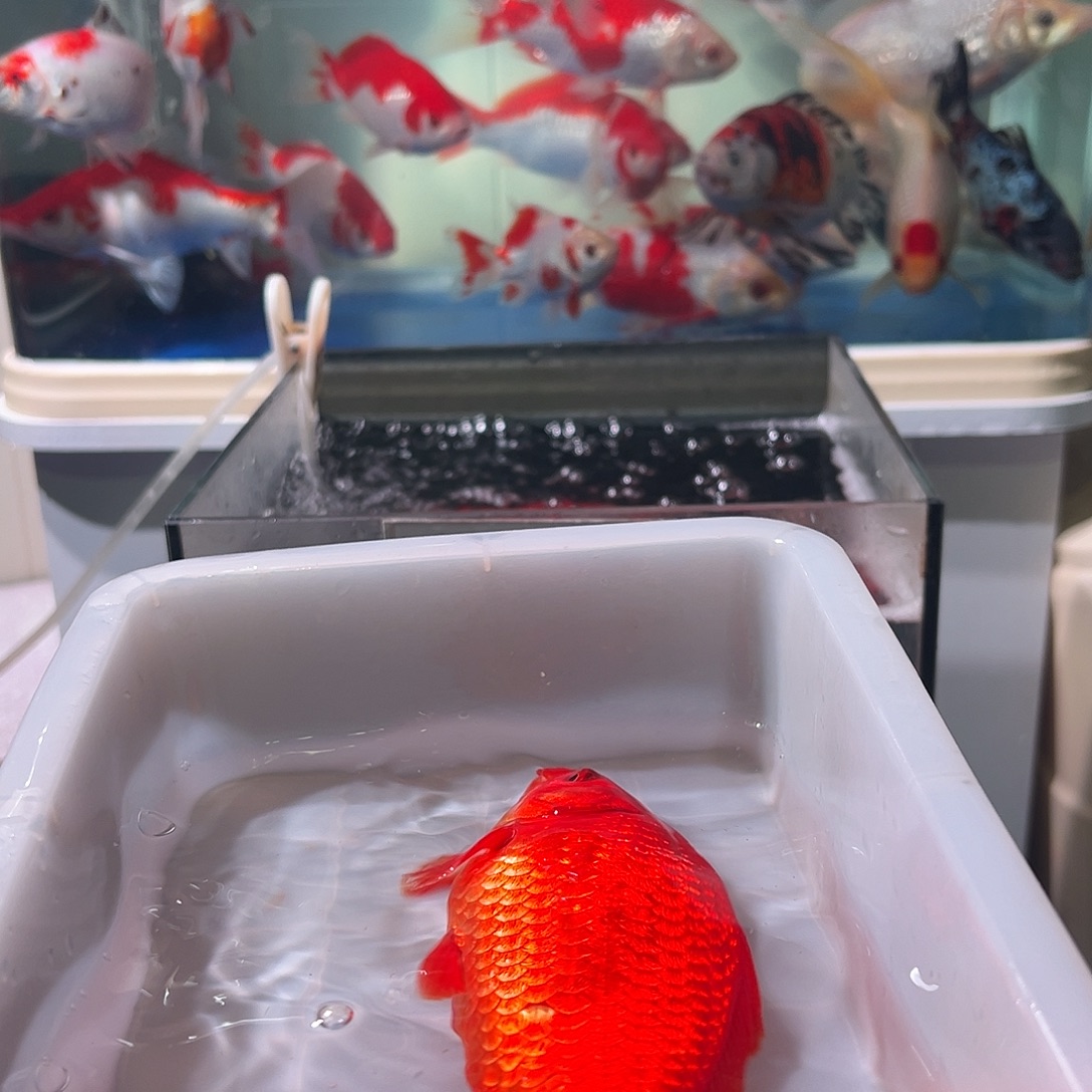 周***舟海水观赏鱼福利多多啊