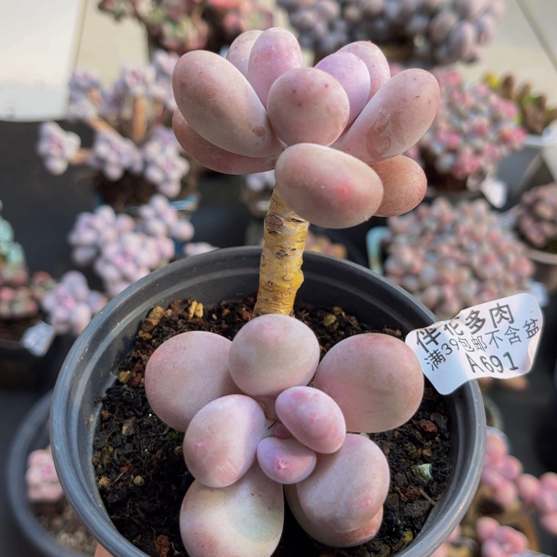 691/6cm蛋黄奶多肉植物