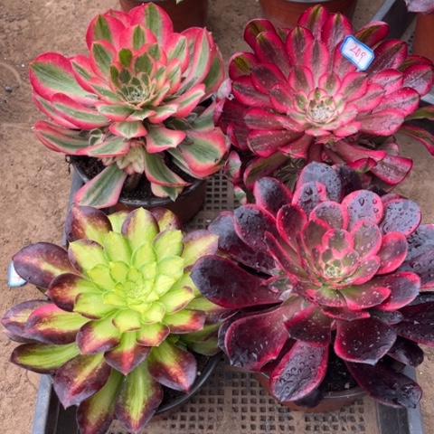 209多肉植物组合