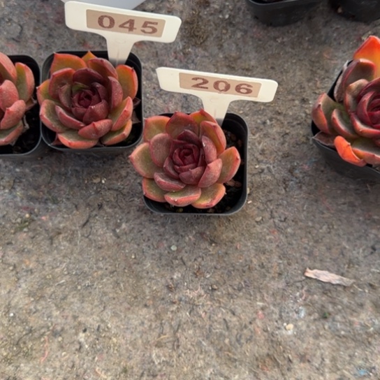 N***245和206红灯两颗多肉