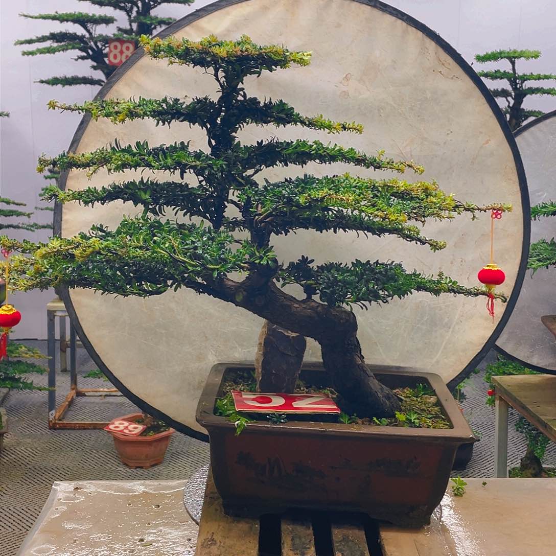 无花朵罗汉松红芽