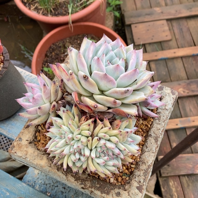 【闪购商品】北极熊缀