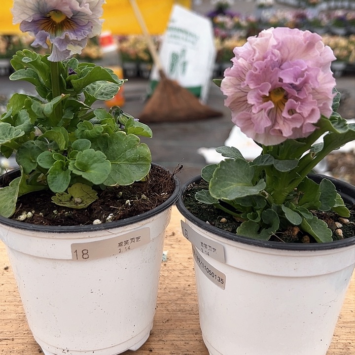 红陶抖音直播闪拍18