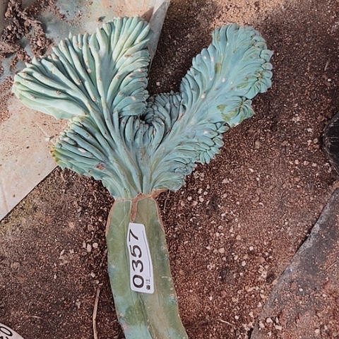 可***欣357处理方法将水和