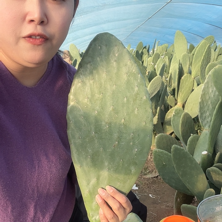 中国大陆43一片大仙人掌