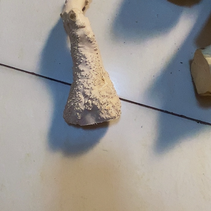 东***品黄杨木等多种木材