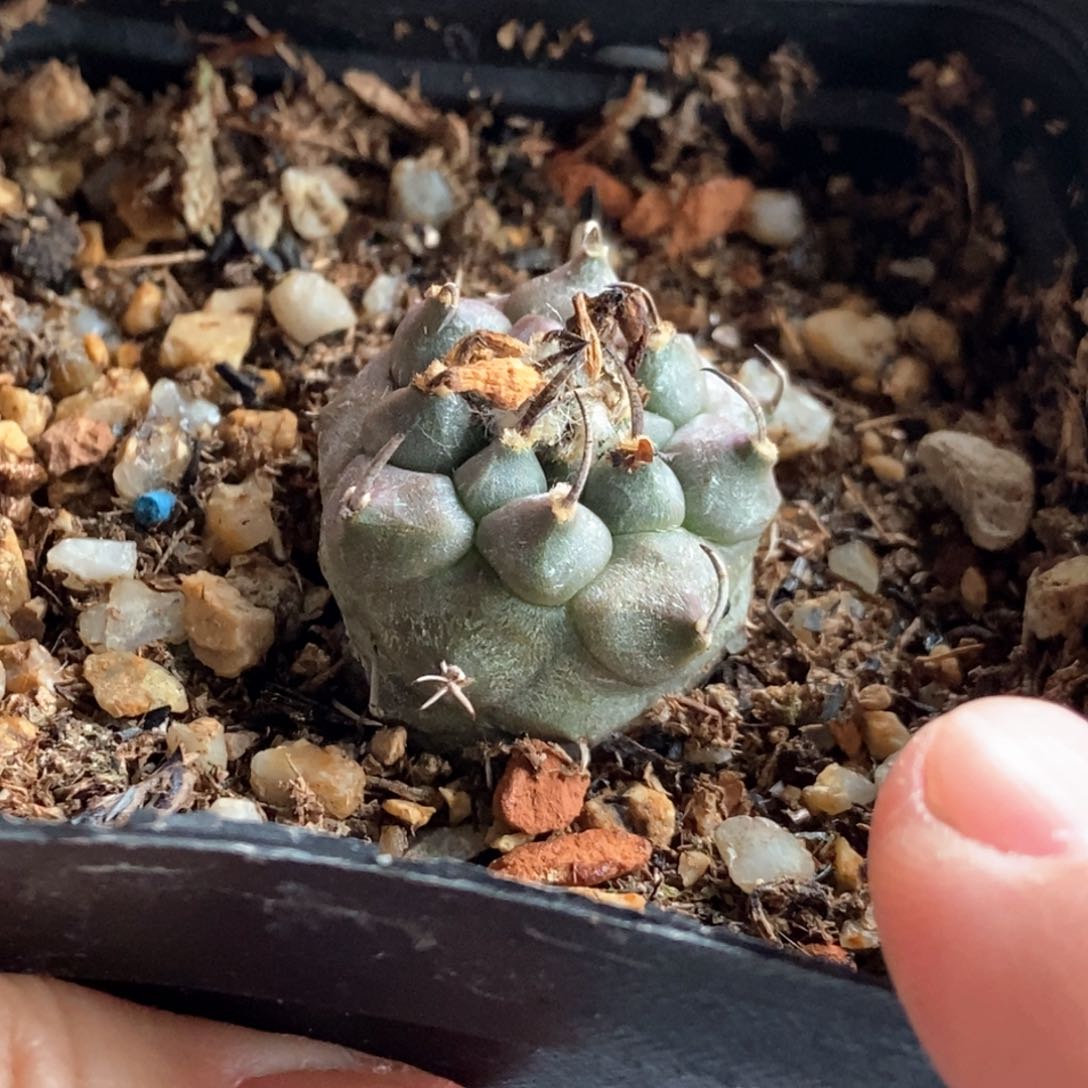 黑刺南格瑞特娇丽2.5cm