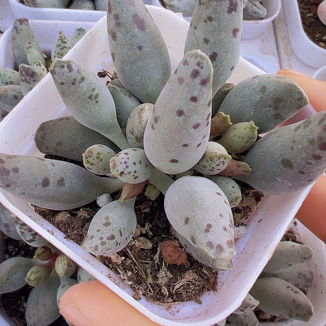 海豹19包邮多肉植物