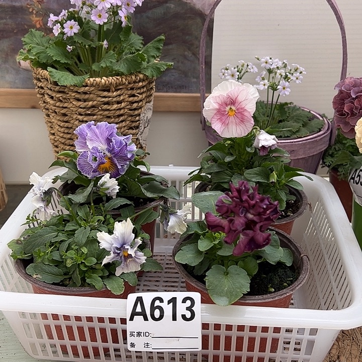 大部分花苞少量开放角堇613号