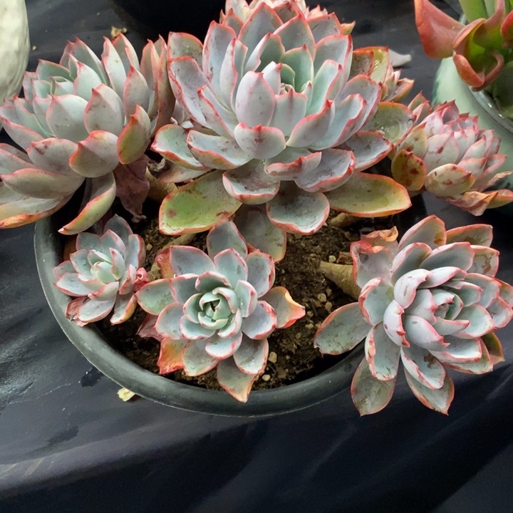 夏悦多肉1015-79赫拉