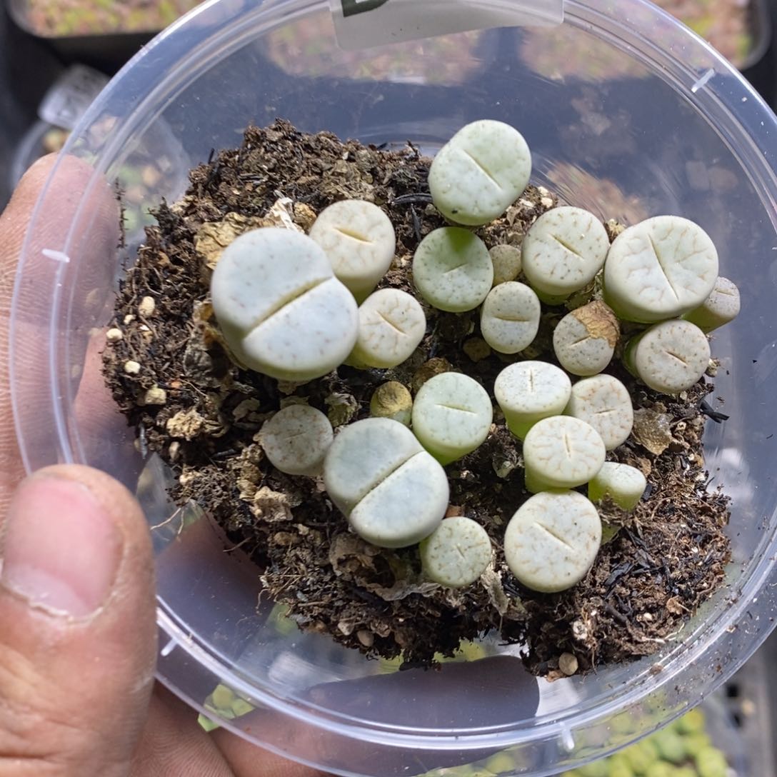 完全开放175号多肉植物