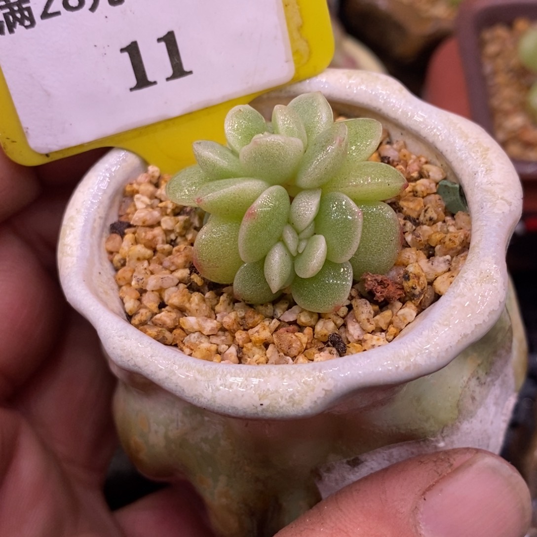 111冰玉石化缀福利