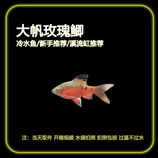 【大帆玫瑰鲫】冷水鱼小型观赏鱼耐活好养适合新手溪流缸造景