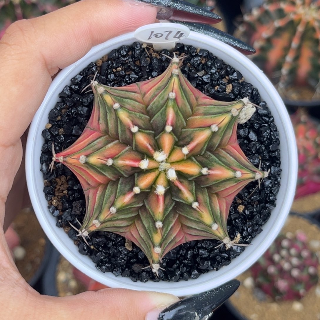 1074泰系肋骨锦  带盆土发货