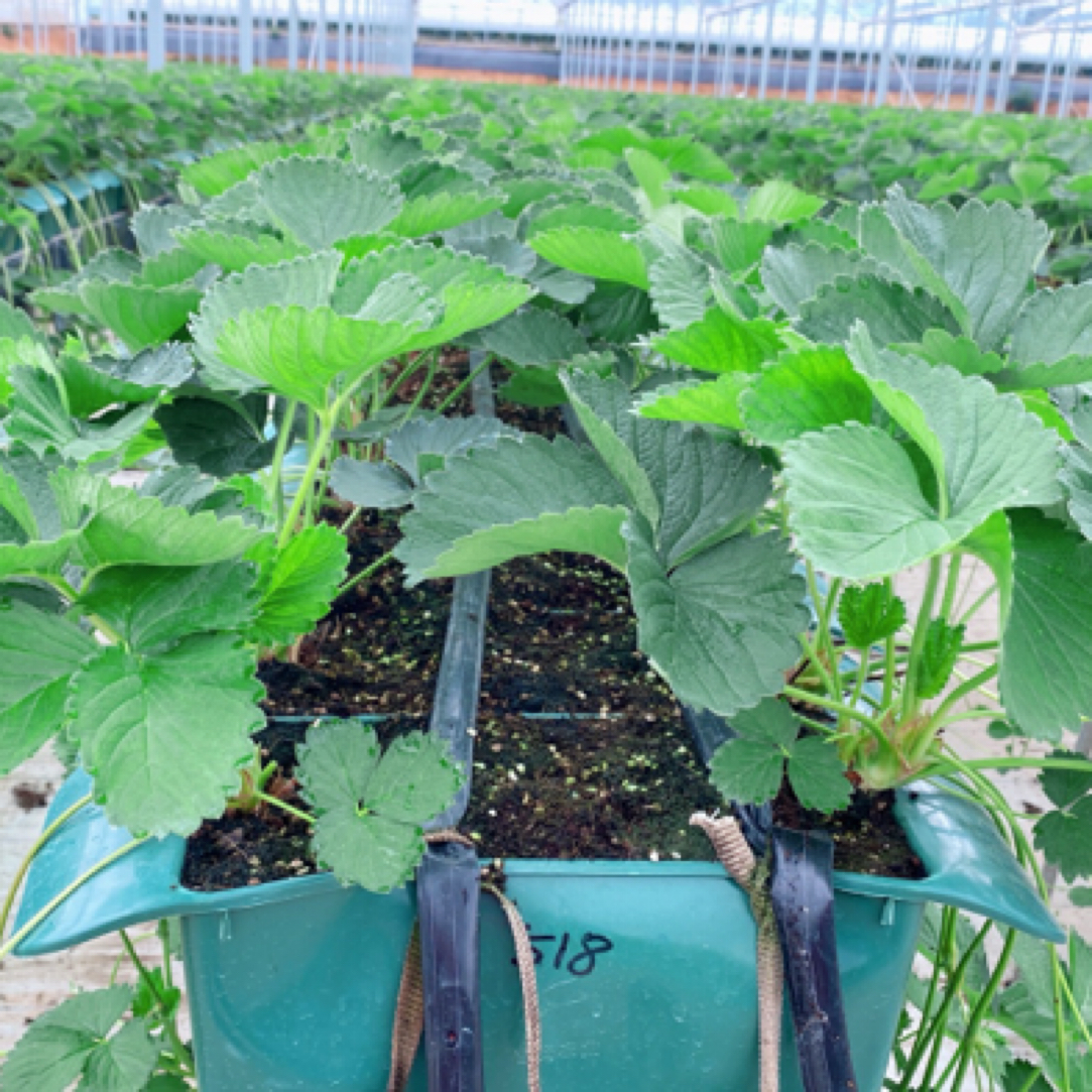 红花元宝盆--草莓盆栽