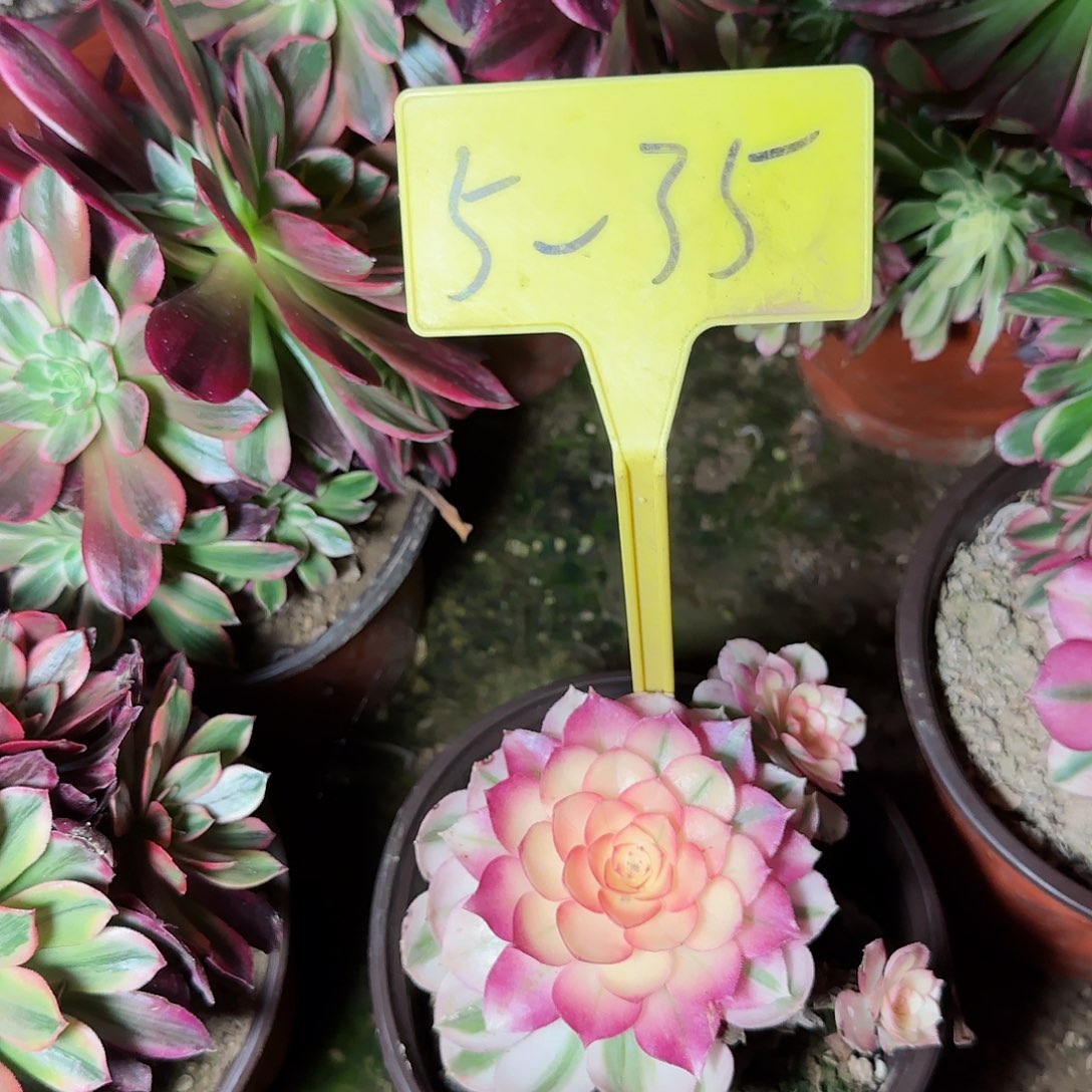 5-35---多头多肉植物