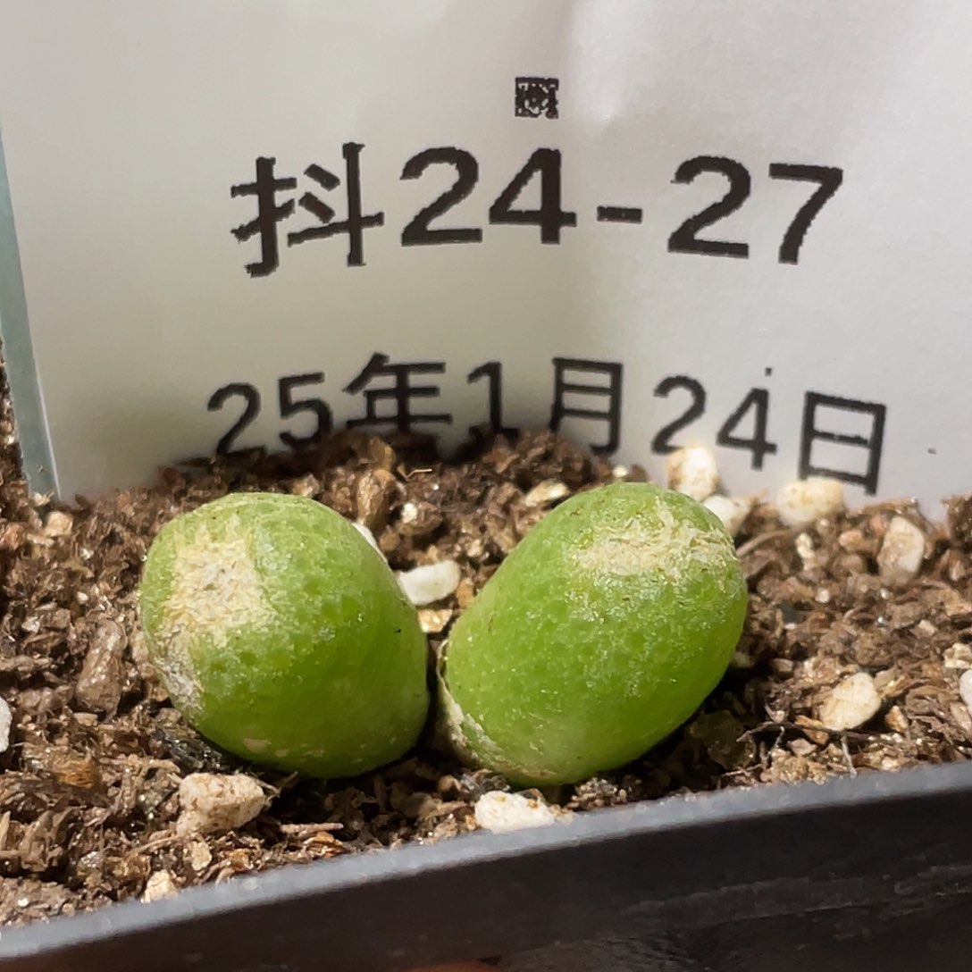 24-27玉米多肉植物