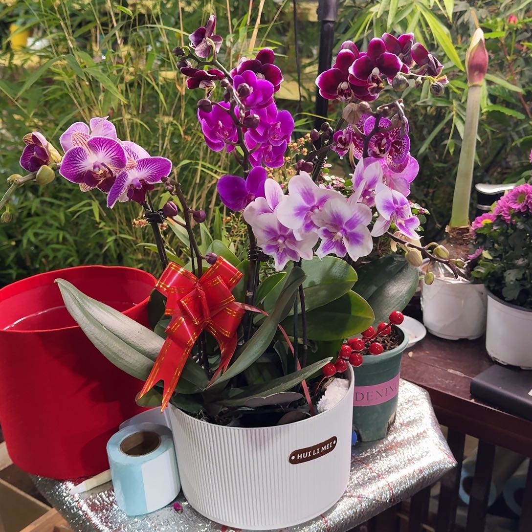 完全开放组装蝴蝶兰