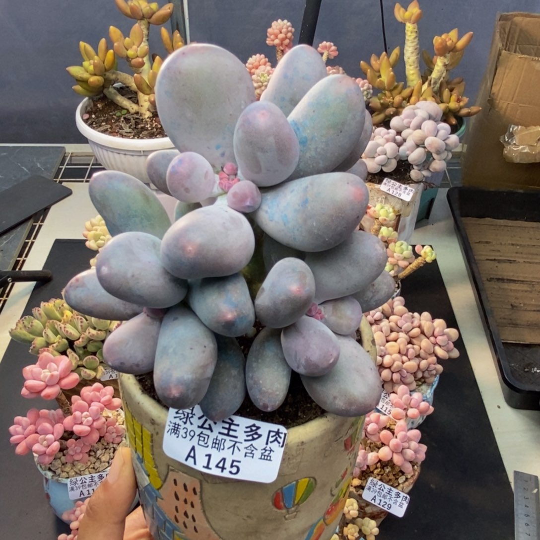 145米可奶多肉10c m