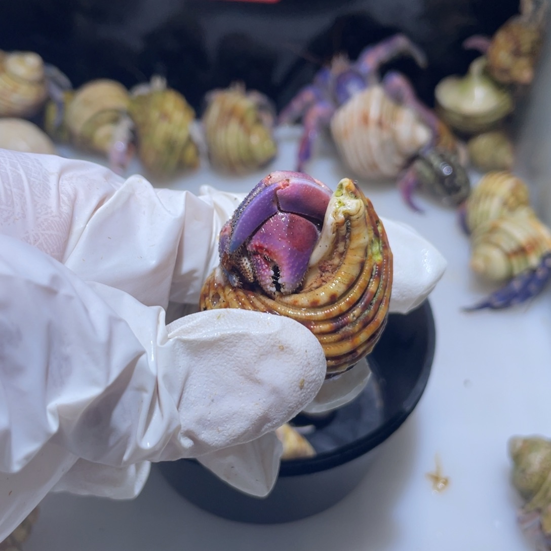 A6 hello专拍紫陆少腿福利了粉紫2.1口