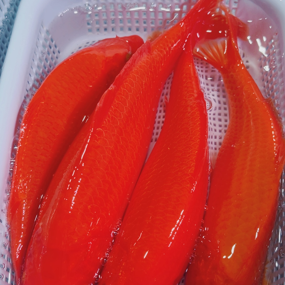 锦鲤锦鲤冷水观赏鱼