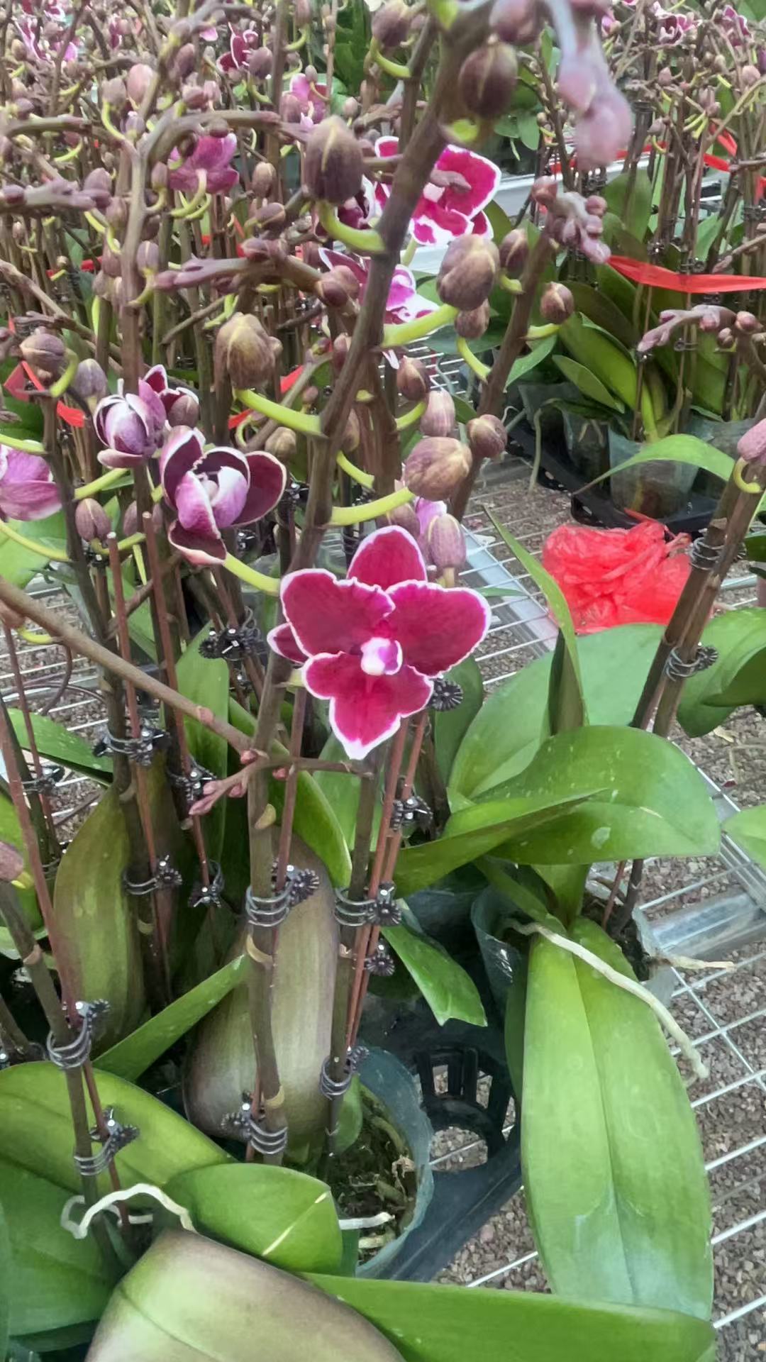 【年年有余】高档蝴蝶兰鲜花盆栽