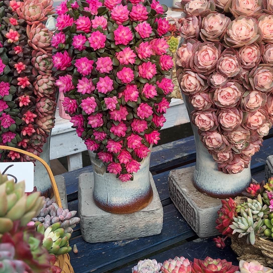 浅***浅紫气东来多肉植物