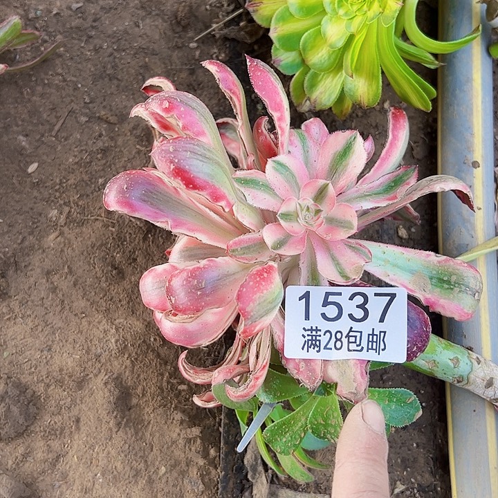 1537福袋多肉法师法师法师法师