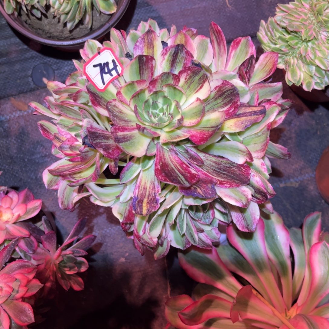741多肉植物伯爵天骄带嫁接木
