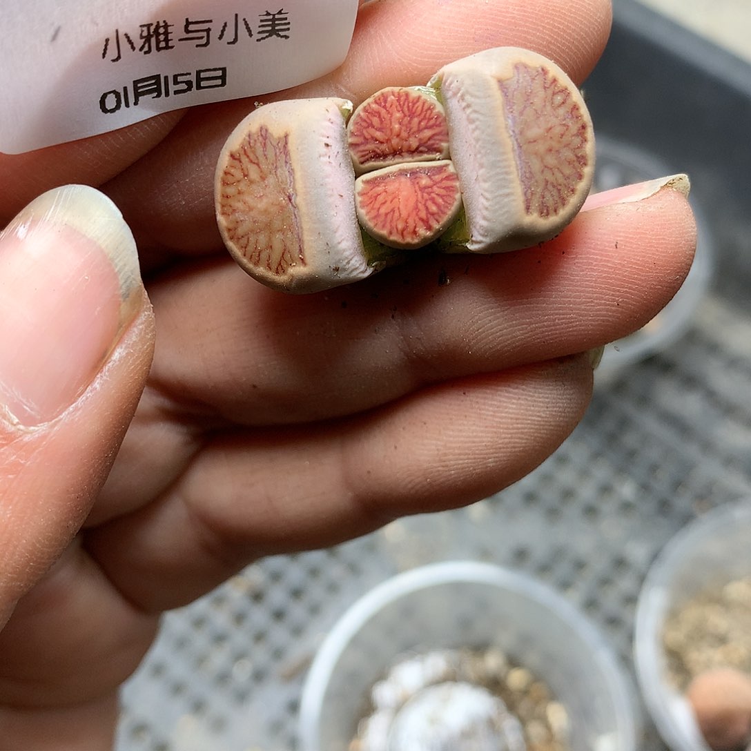 C70多肉植物保护研究所