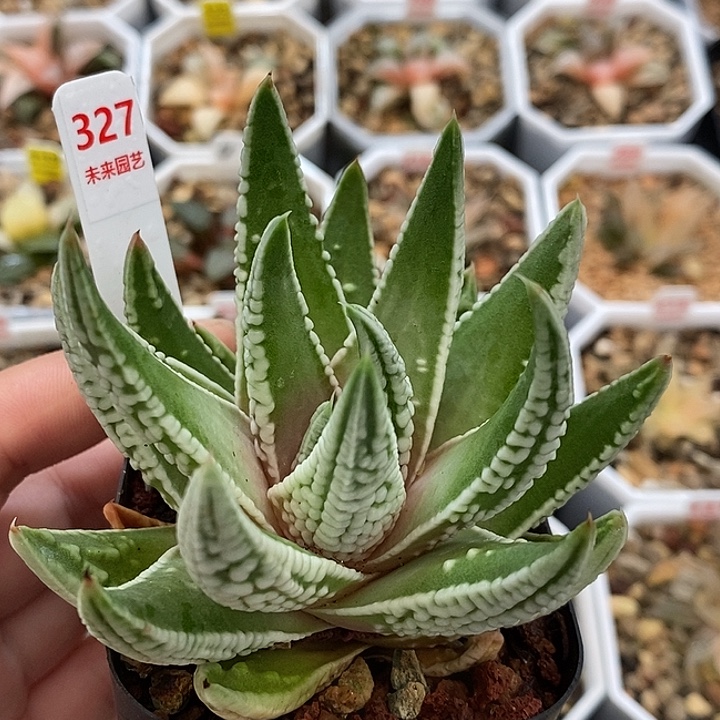 327硬叶皇帝一物一拍