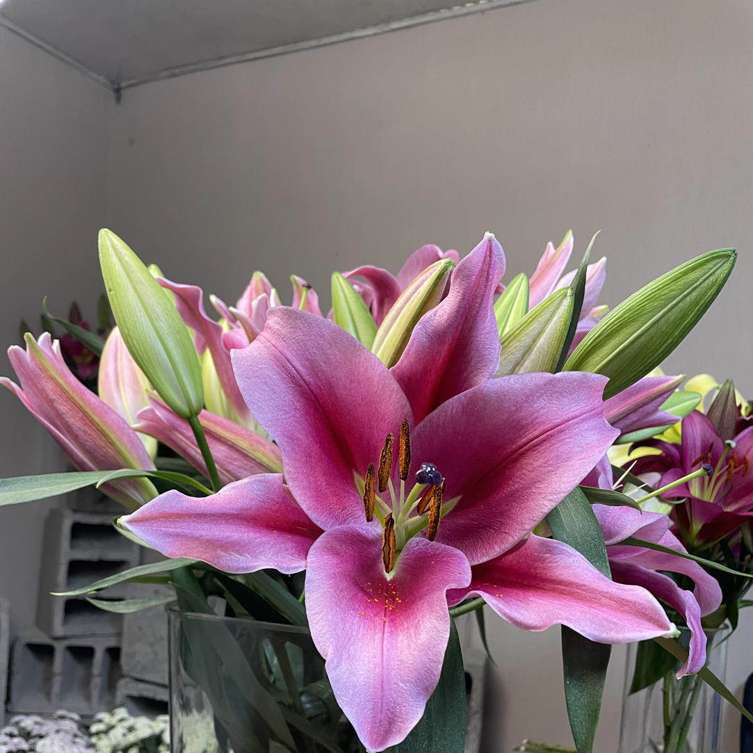 （大莲）浓香型香水百合鲜花沙发基地现采现发顺丰包邮百合花