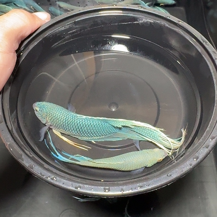 斗鱼直播间对图无纹蓝20