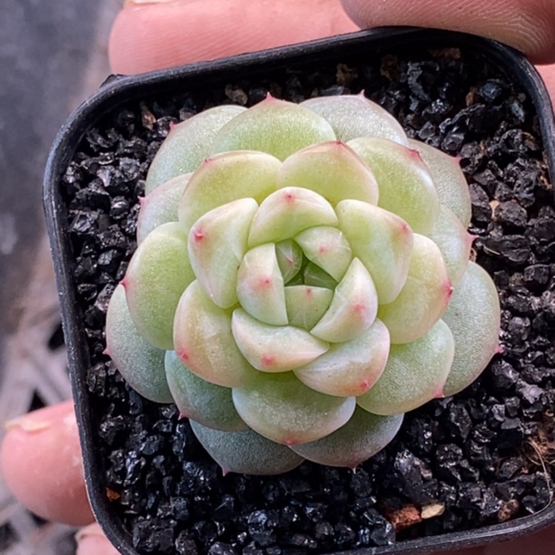 天官赐福百无禁忌