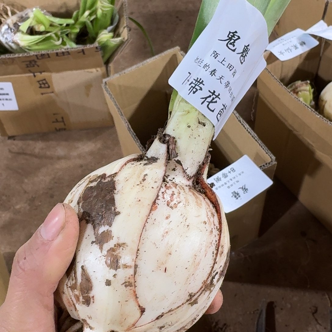 鬼魅7-+带花包发发发