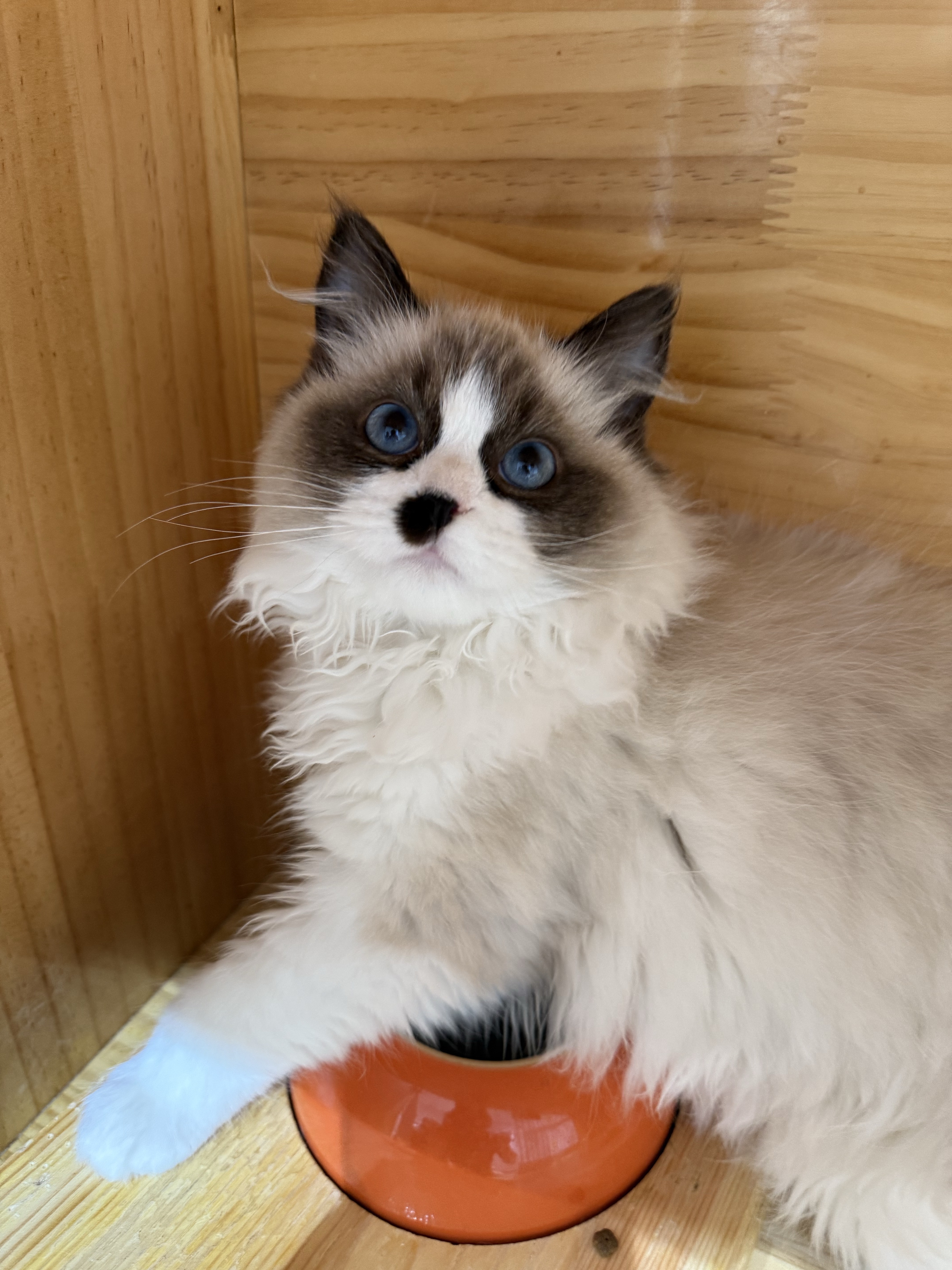 布偶猫不包邮