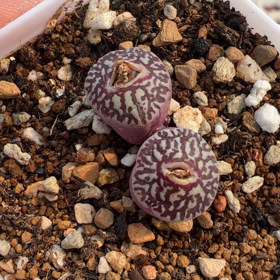 118多肉植物百科