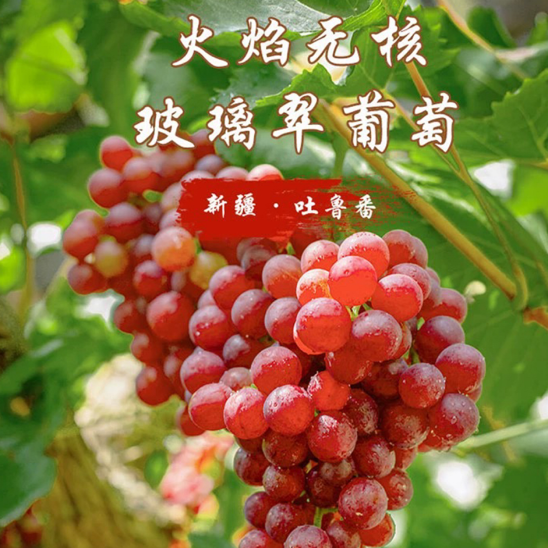 新疆吐鲁番 玻璃翠葡萄 新鲜水果 无籽红提新疆维吾尔自治区